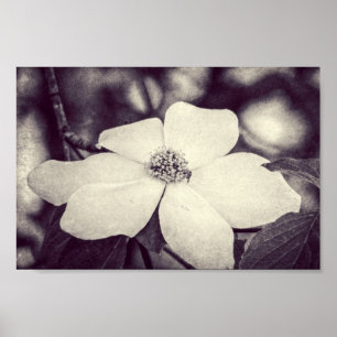 Dogwood Blumen Poster