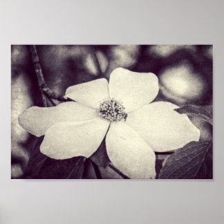 Dogwood Blumen Poster