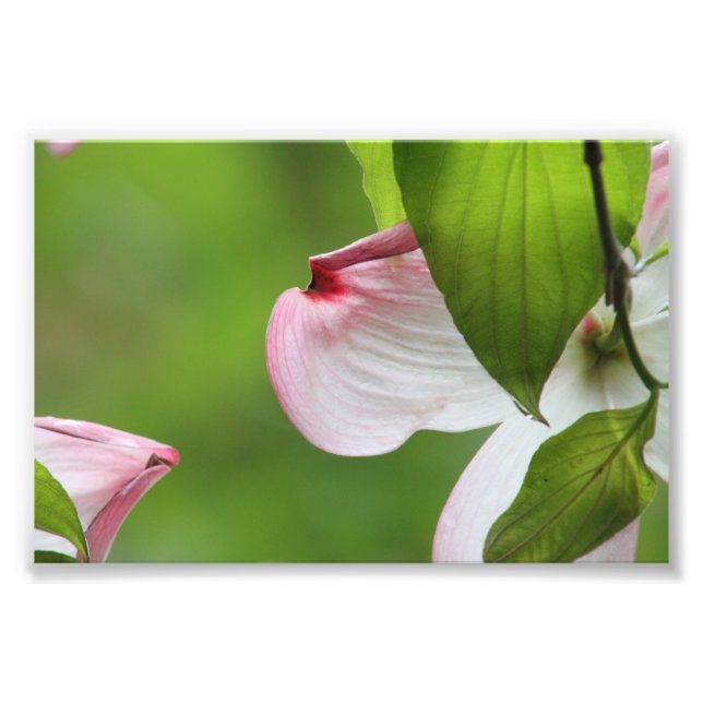Dogwood-Blüte Fotodruck (Vorne)