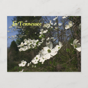 Dogwood-Blüten Postkarte