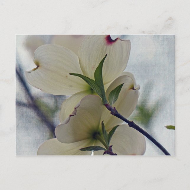 Dogwood-Blüten Postkarte (Vorderseite)