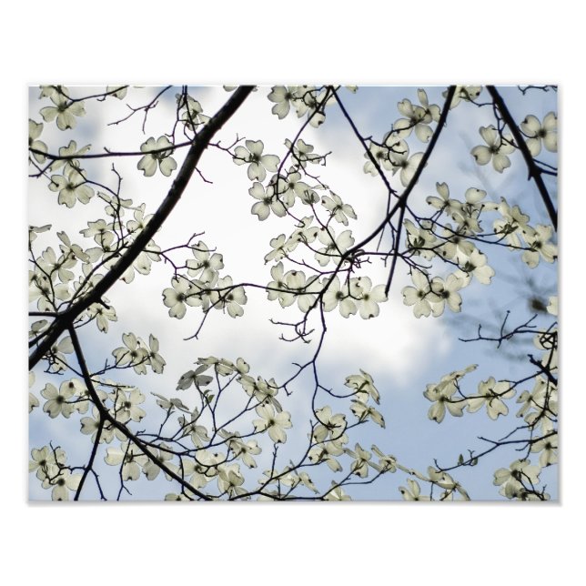 Dogwood-Blüten und Blue Sky Fotodruck (Vorne)