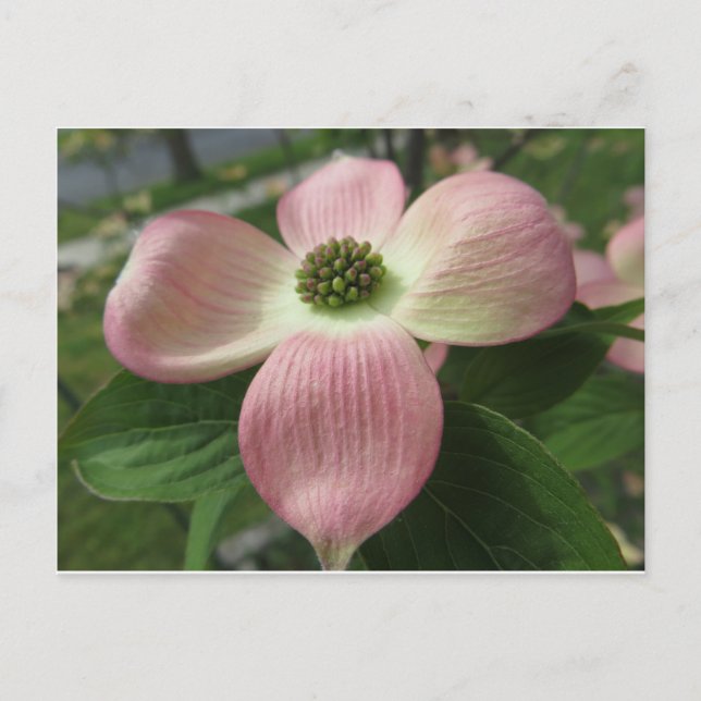 Dogwood Cross Postkarte (Vorderseite)