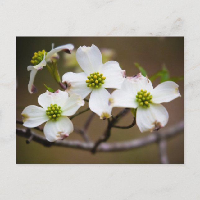 Dogwood in Bloom Postkarte (Vorderseite)