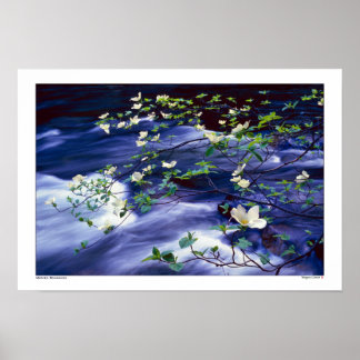 Dogwood Over Merced River Yosemite Poster