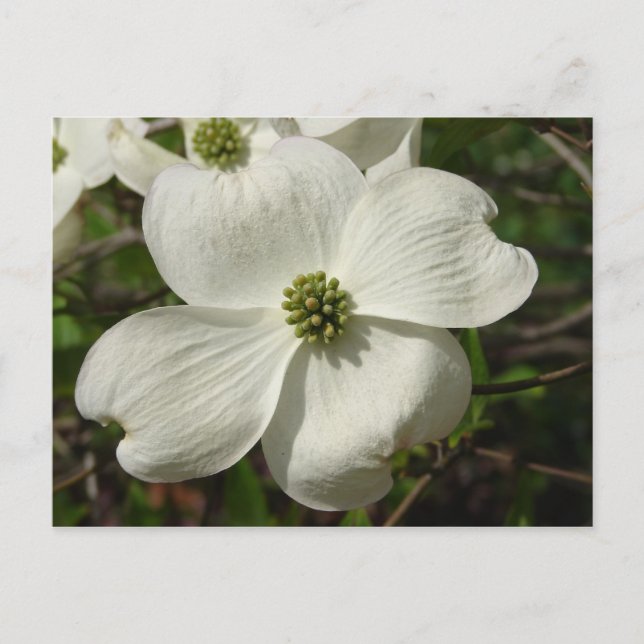 Dogwood Post Card Postkarte (Vorderseite)