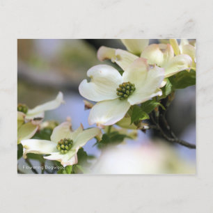 Dogwood (Postcard) Postkarte
