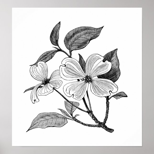 Dogwood Poster (Vorne)