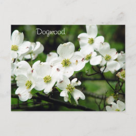 Dogwood Postkarte
