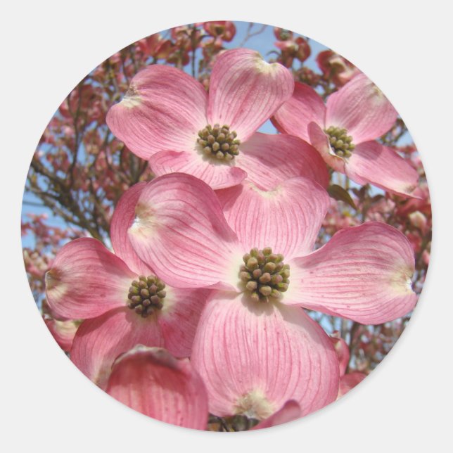 Dogwood Tree Blume Aufkleber Pink Dogwoods (Vorderseite)