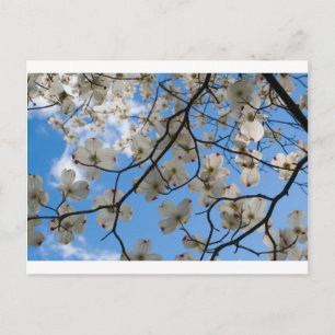 Dogwood Tree Blume, Ohio Postkarte