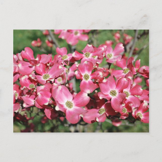 Dogwood Tree in Bloom Postkarte (Vorderseite)