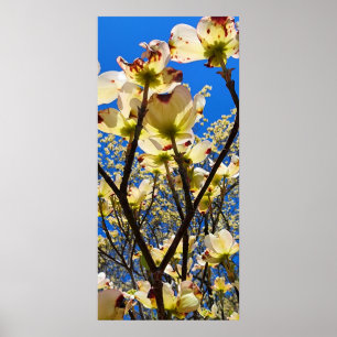 Dogwood Tree Poster