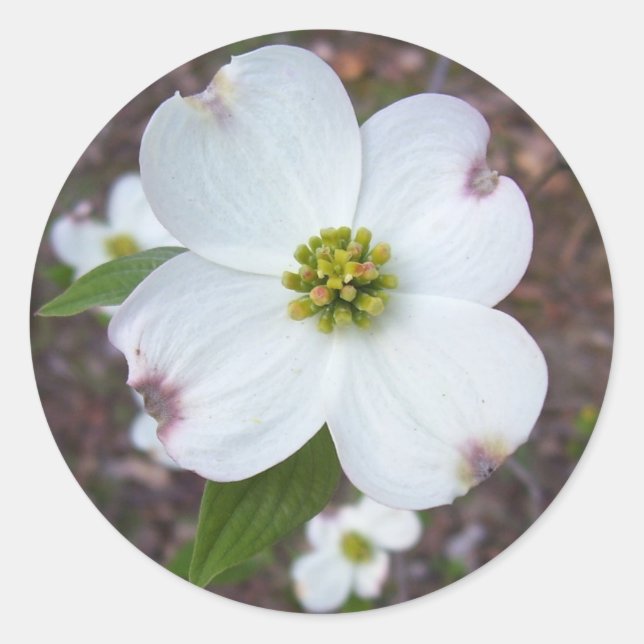Dogwood Tree Runder Aufkleber (Vorderseite)