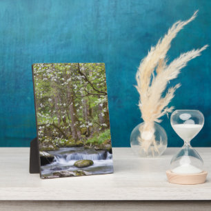 Dogwood Trees Großer Smoky-Berg, Tennessee Fotoplatte