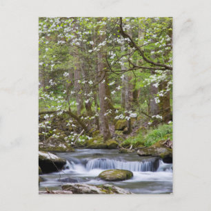 Dogwood Trees   Großer Smoky-Berg, Tennessee Postkarte