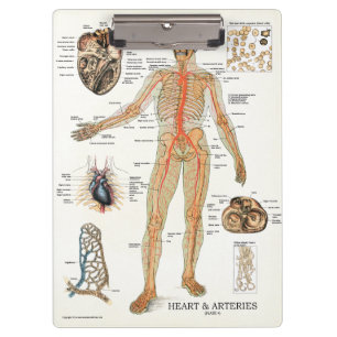 Doktoren Office Heart Anatomy Clipboard Klemmbrett