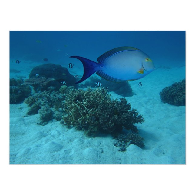 Doktorfisch Fotodruck (Vorne)