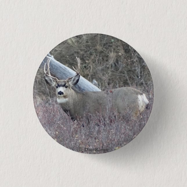 Dollar des Maultierhirsch-D32 Button (Vorderseite)