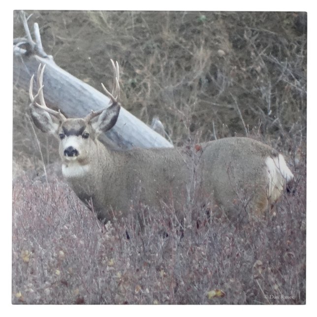 Dollar des Maultierhirsch-D32 Fliese (Vorderseite)