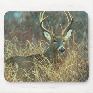Dollar im Gras Mousepad