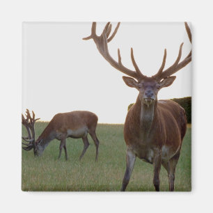 Dollar-Magnet Magnet