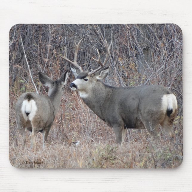 Dollar und Damhirschkuh des Maultierhirsch-D29 Mousepad (Vorne)