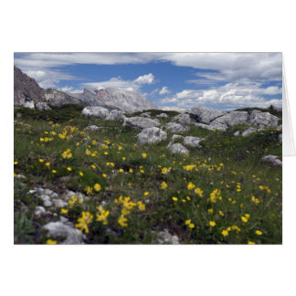 Dolomiten-Wildblumen
