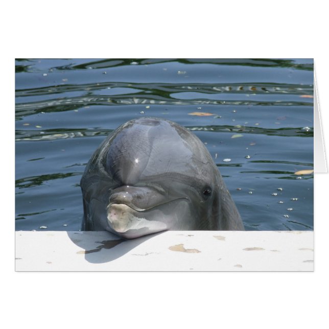Dolphin (Vorderseite (Horizontal))