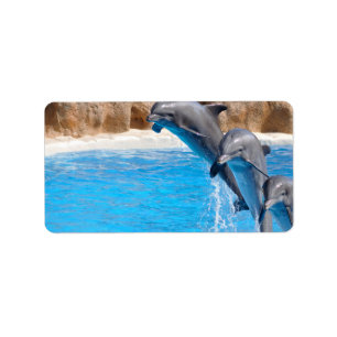 DOLPHIN ADRESSAUFKLEBER