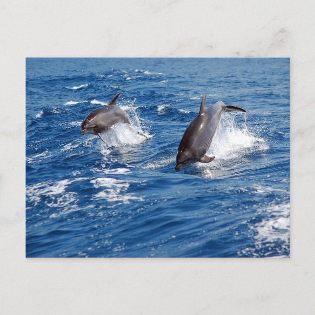 Dolphin Adventure Postkarte (Vorderseite)
