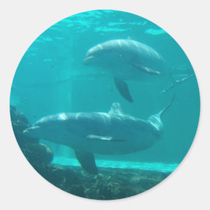 Dolphin-Aufkleber Runder Aufkleber