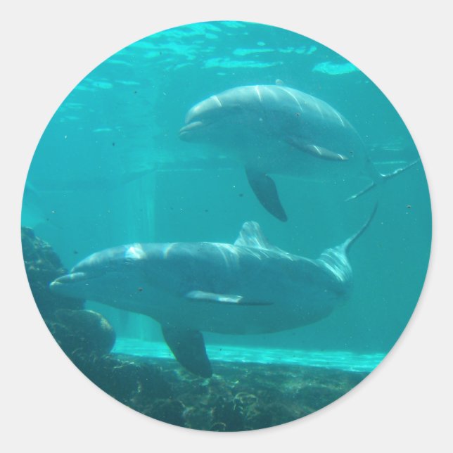 Dolphin-Aufkleber Runder Aufkleber (Vorderseite)