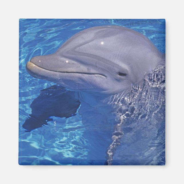 Dolphin Bottlenoe, Tursiops truncatus Magnet (Vorne)