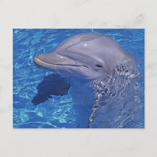 Dolphin Bottlenoe, Tursiops truncatus Postkarte (Vorderseite)
