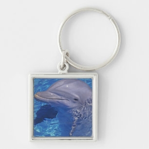 Dolphin Bottlenoe, Tursiops truncatus Schlüsselanhänger