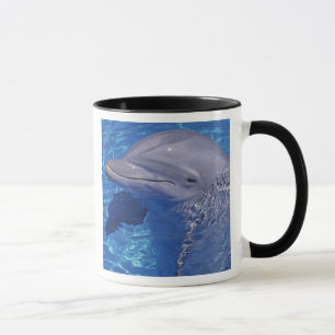 Dolphin Bottlenoe, Tursiops truncatus Tasse