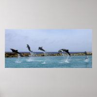 Dolphin Dance