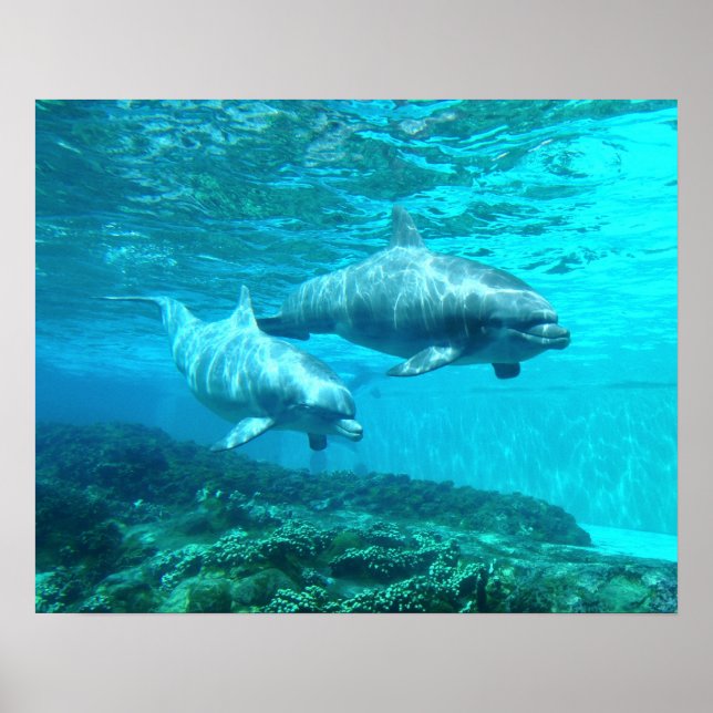 Dolphin Duo Poster (Vorne)