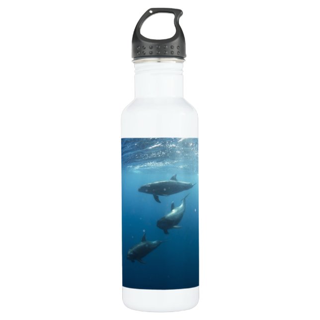 Dolphin-Familie Edelstahlflasche (Vorderseite)