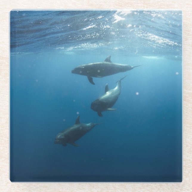 Dolphin-Familie Glasuntersetzer (Vorderseite)