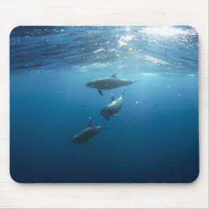 Dolphin-Familie Mousepad