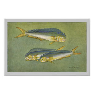 Dolphin Fish Vintag Fish Print Fotodruck