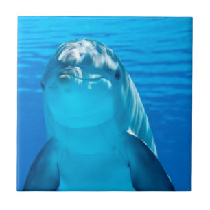Dolphin Fliese