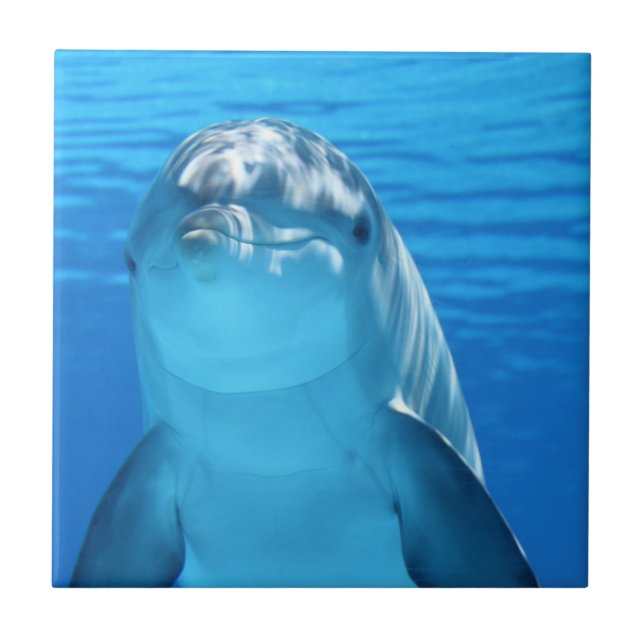 Dolphin Fliese (Vorderseite)