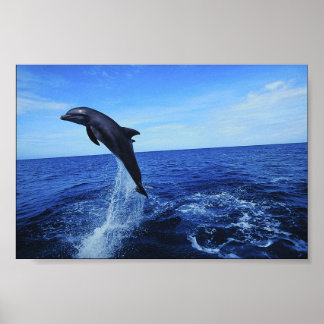 Dolphin Foto Poster