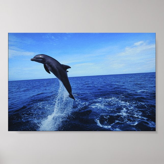 Dolphin Foto Poster (Vorne)