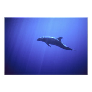 Dolphin Fotodruck