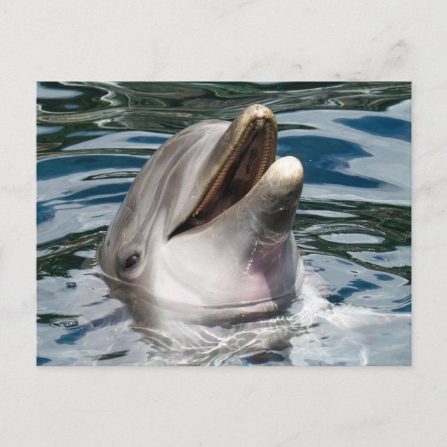 DOLPHIN FOTOGRAFIE POSTCARD POSTKARTE (Vorderseite)