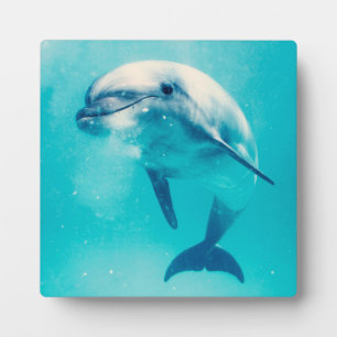 Dolphin Fotoplatte